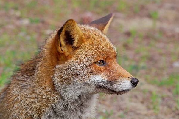 Wild animals endure illness, injury, and starvation. We should help. | Vox