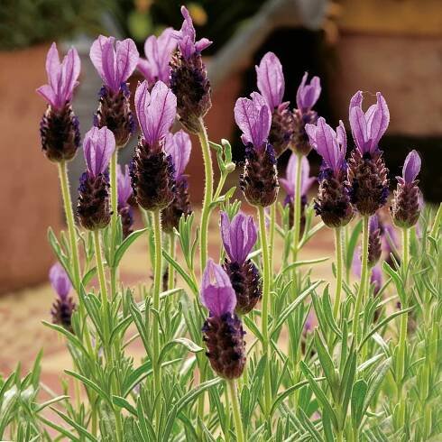 GROW by OBI Levandule korunkatá (Lavandula st.) "Lavinia Compact" pr. kv. 14 cm