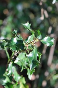 Cesmína ostrolistá - Ilex aquifolium