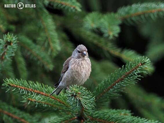 konopka obecná (Carduelis cannabina)