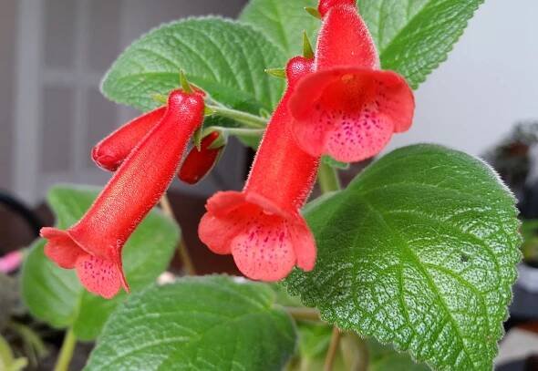 Sinningia ‘Georgia Sunset’ x Macrostachya - Everblooming Houseplants