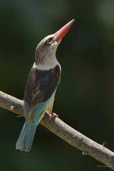 Kingfishers