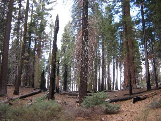 Les obrov v Sequoia & Kings Canyon National Parks | Smelý Zajko