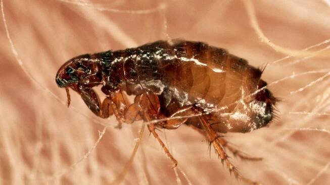 Plague Still Exists. Here's Where and How It Spreads in the U.S.
