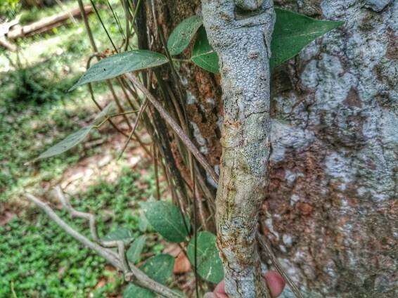 Tinospora cordifolia / Heart-leaved moonseed