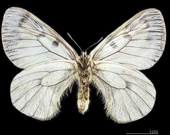 Soubor:Parnassius mnemosyne MHNT CUT 2013 3 5 Le Mont Dore Femelle ventre.jpg