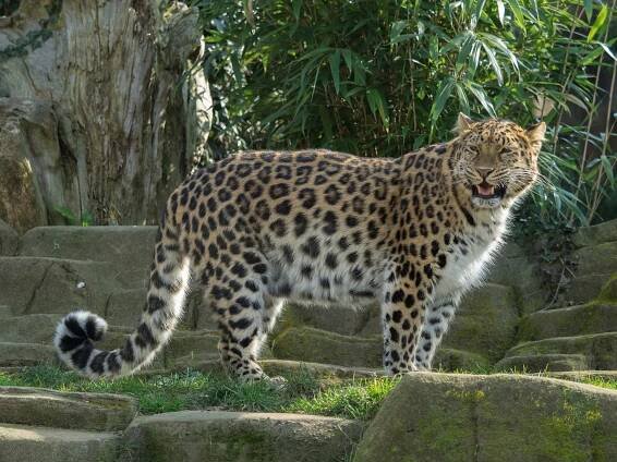 Dálný východ Leopard