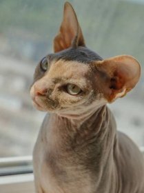Sphynx Cat | Breed Profile, Price, 8 Types, Care Tips, Facts, Health Issues 8