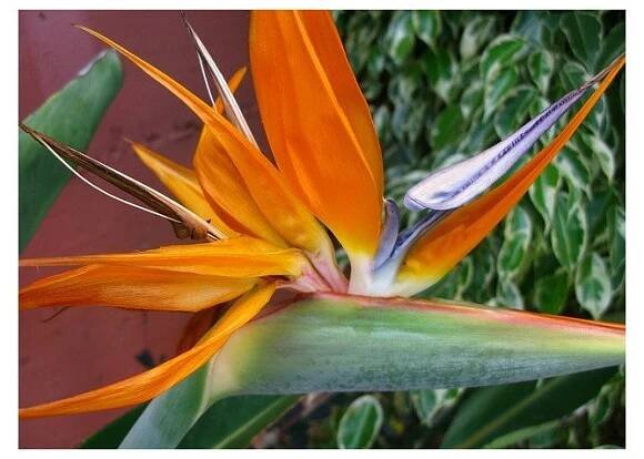 Strelície královská - Strelitzia reginae - prodej semen - 2 ks