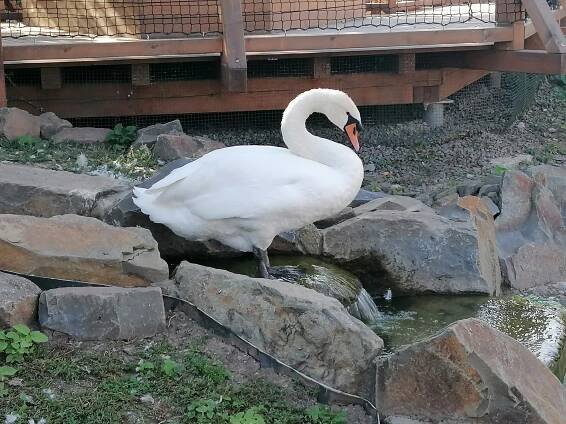 Zoopark Vyškov slaví šedesát let. Nabízí vstup zdarma pro své vrstevníky