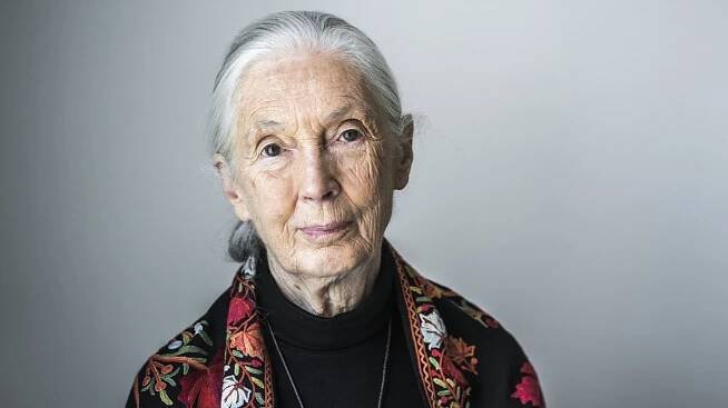 „Tati, prý to, co děláš, ubližuje planetě.“ Jane Goodallová napsala knihu o naději - Novinky