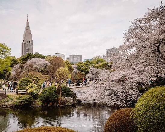 Shinjuku Gyoen Park in Tokyo Japan - Best for Sakura and Hanami