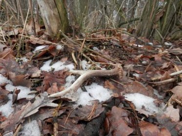 Včera přímo na kraji lesa, ještě v posledním zbytku sněhu - shozy (jelení, srnčí atd.) - Fotografie - Myslivost, lovectví