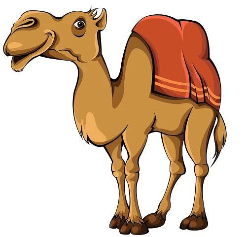 camel milk