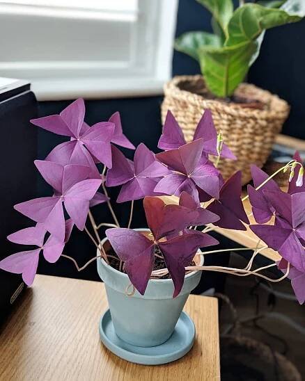 Oxalis Triangularis instagram @anagallegoillustrations