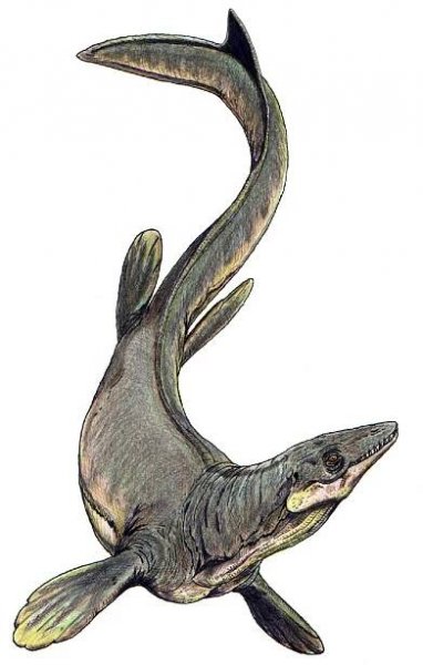 Plioplatecarpus – Wikipedie