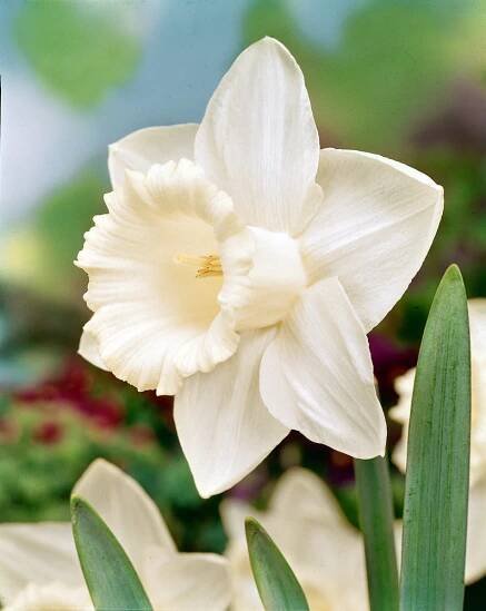 Narcis 'Mount hood' 5 ks