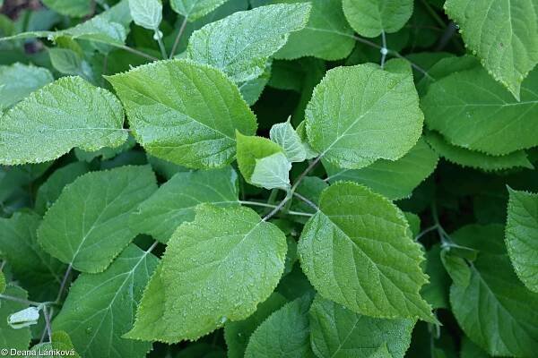 fotografie Hydrangea arborescens (hortenzie stromkovitá)