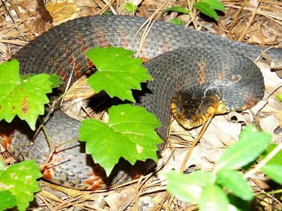 Banded Watersnake - Edisto Island Open Land Trust, South Carolina
