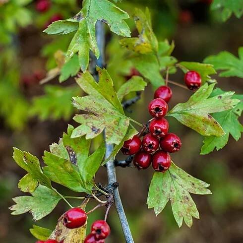 Hawthorn Plant