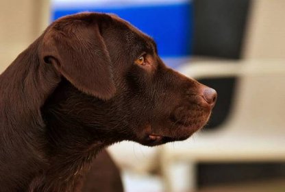 Soubor:Labrador Retriever Hershey chocolate.jpg – Wikipedie