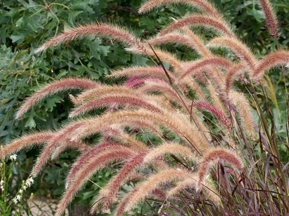 OBI Dochan psárkovitý "Rubrum" průměr květináče cca 19 cm Pennisetum