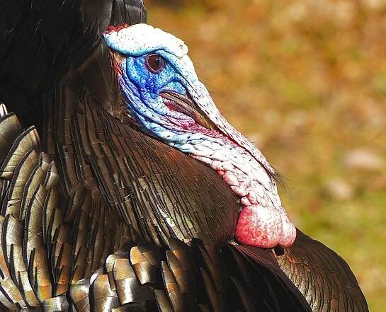 The Eyes of a Wild Turkey