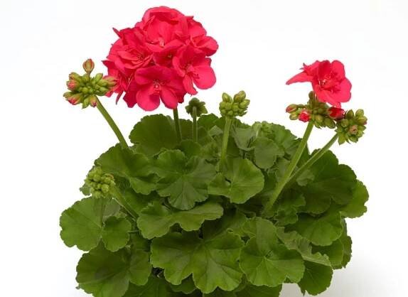 Pelargonium interspecific | Balkonovky