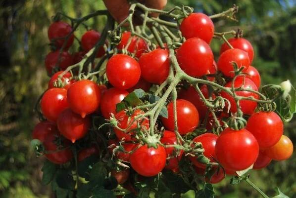 Tomato Giant Moskevské oblasti: vlastnosti a popis odrůdy, fotografie rajčat, recenze o výnosu rostliny