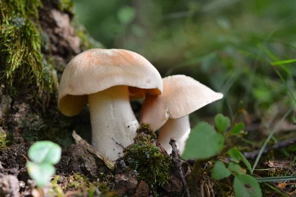Závojenka olovová (Entoloma sinuatum)