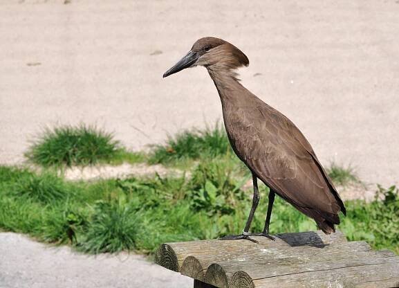 Scopus umbretta (Hamerkop)