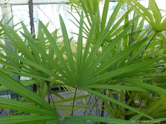 Rapis - Rhapis humilis