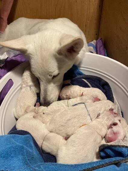 F-Litter – Rose Valley White Shepherds puppies - Kenai's Choice