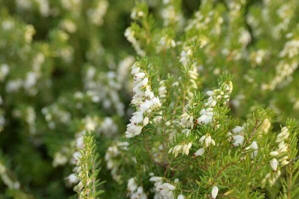 Vřesovec darlejský 'White Perfection'