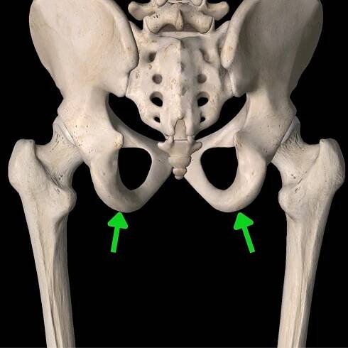 How to Treat Proximal Hamstring Tendinopathy - The Game Plan Physical Therapy