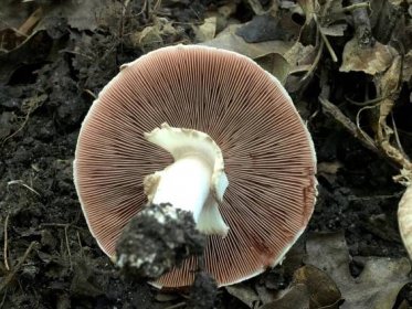 Žampion lesní houbaři přehlížejí, přitom má zajímavou chuť. Jak ho poznat a využít?