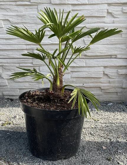 Palmy | Trachycarpus wagnerianus cca 35-40 cm | Exotická zahrada Přibice