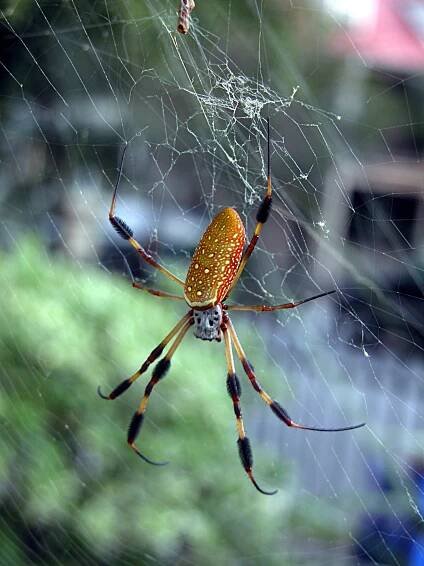 A gift from Steve and Susan: Nephila Clavipes
