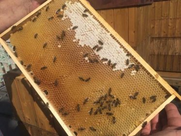 Včelám se v Praze daří: Za poslední tři roky přibylo tisíc včelstev, frčí střešní úly