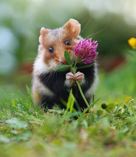 Photographer Captures the Cuteness of Wild Hamsters | PetaPixel