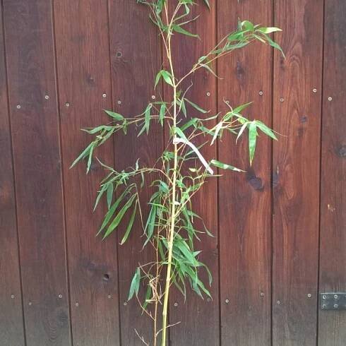 Phyllostachys vivax ´aureocaulis´ veľkosť 150+cm
