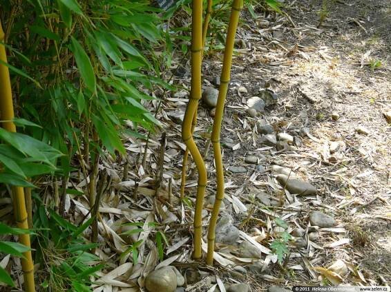Phyllostachys aureosulcata Spectabilis listoklasec zlatopruhý