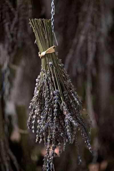 Drying Lavender Bundle