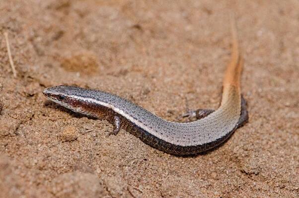 Procellosaurinus erythrocercus