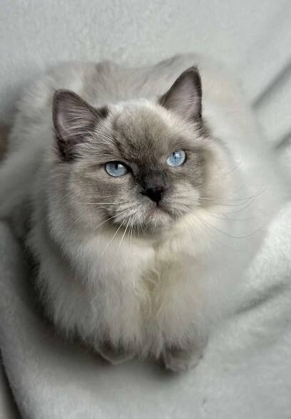 CHS Kaomidolls - Ragdoll