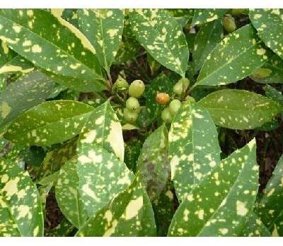 Aukuba Japonská "AUCUBA JAPONICA" (V kontejneru, výška cca 5 - 15 cm)