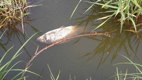 V Botiči uhynuly desítky ryb, policie čeká na závěry rozboru vody - Naše voda