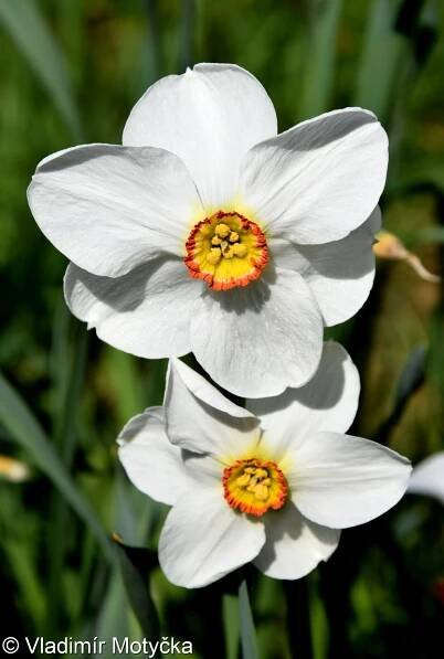 Narcissus poëticus – narcis bílý