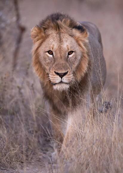 2020 TIMBAVATI (Greater Kruger) – Magnum Excursions