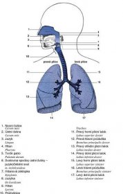 Přehled dýchací soustavy (Hanzlová, Hemza, 2012).